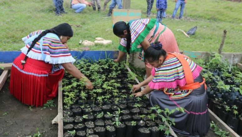 Sembrando Vida apoya a las comunidades rurales Foto: Gobierno de México (gob.mx)