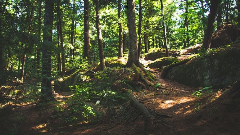 El bosque ‘maldito’ de Massachusetts donde habita pie grande, ovnis y criaturas misteriosas