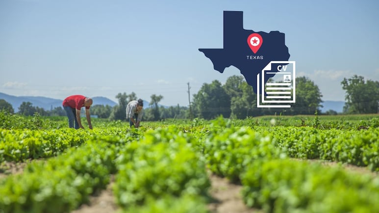 Texas solicita trabajadores agrícolas a través del programa de visas H-2A con sueldo de 16 dólares por hora | REQUISITOS