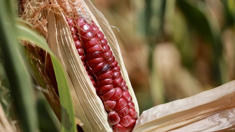 Panel on GM corn controversy, between food sovereignty, scientific evidence and trade tensions