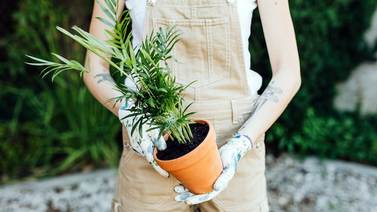 Jardinero.