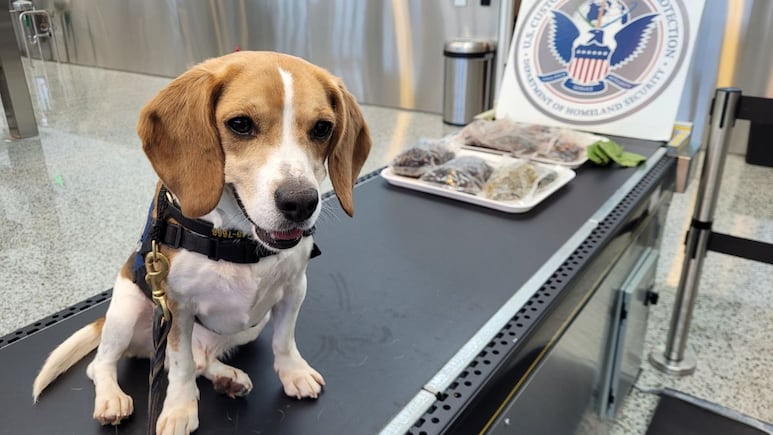 Agente K-9 Buckie: Conoce al perro estrella del aeropuerto de Estados Unidos y que ya decomisó varios objetos