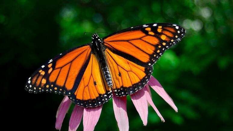 Este es el plan de EEUU para salvar a la mariposa monarca de la extinción