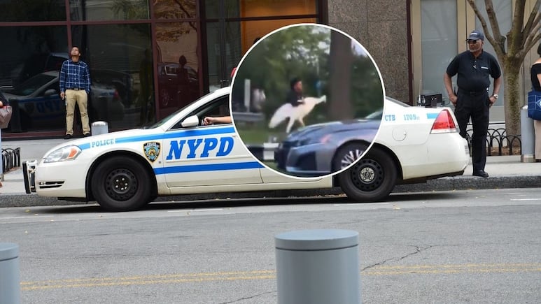 Así fue el momento del robo de un cisne en NY; cuatro jóvenes terminan arrestados tras el suceso