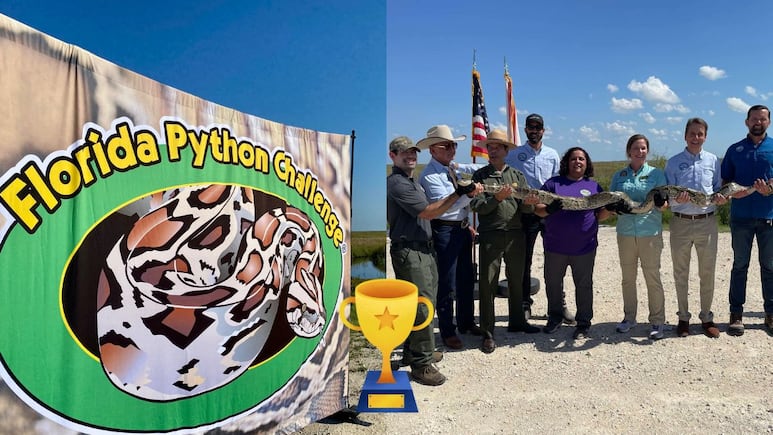 Florida Python Challenge 2025: Lanzan competencia de captura de pitones en Miami con premio de 10 mil dólares