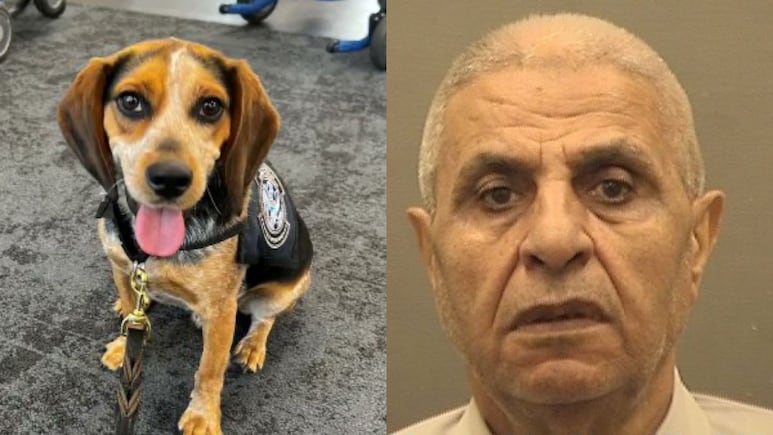 ¡Con las criaturas no! Egipcio será deportado tras golpear a perro de oficina de Aduanas y Protección Fronteriza de EE.UU.