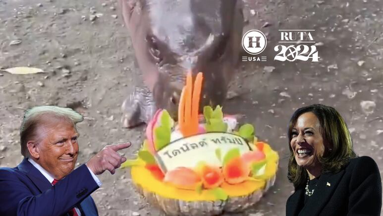 Elecciones EEUU 2024: Bebé hipopótamo Moo Deng “predice” quién gana HOY 5 de noviembre; ¿Trump o Harris?