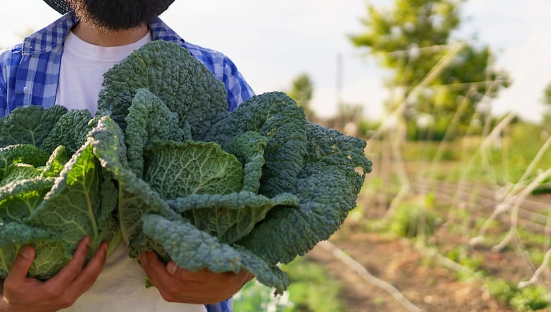 Agricultura (granja).