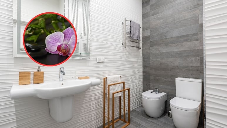 Feng Shui: ¿Por qué debes bajar la tapa del inodoro siempre y mantener la puerta del baño cerrada?
