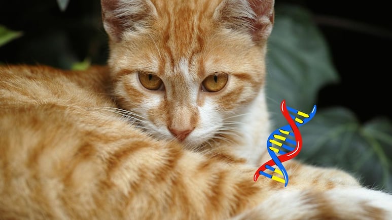 Gatos naranjas cuentan con gen único que les da el color de su pelaje; científicos apuntan origen en su domesticación