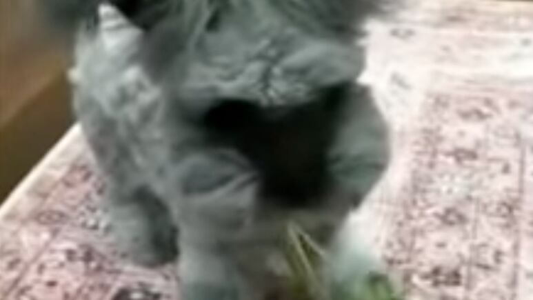 46876.jpg