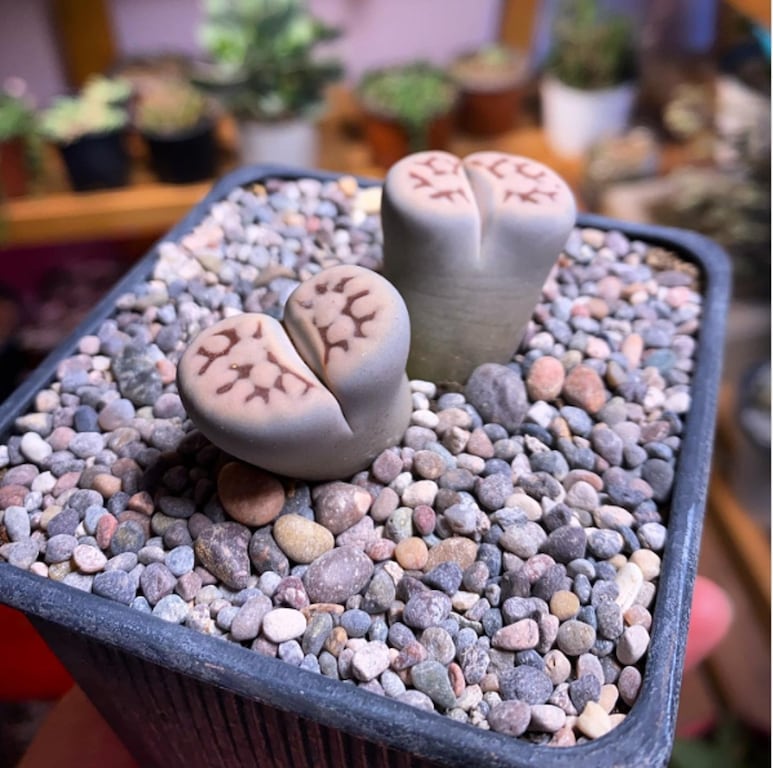 68057.jpg
