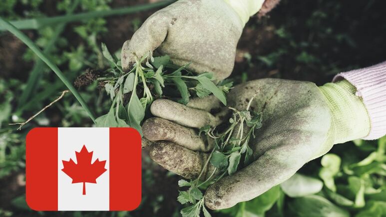 En Canadá lanzan trabajo para latinos sin estudios; pagan sueldo de 19 dólares por hora | REQUISITOS