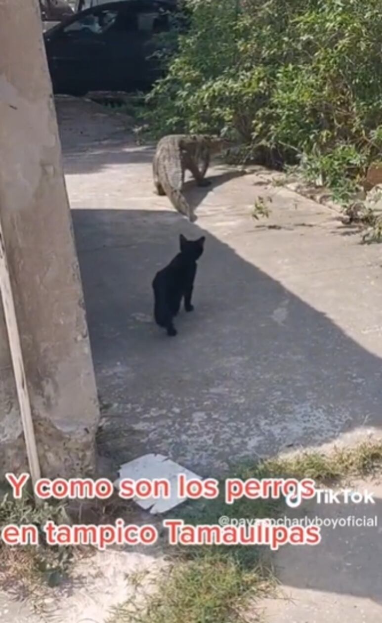 60959.png