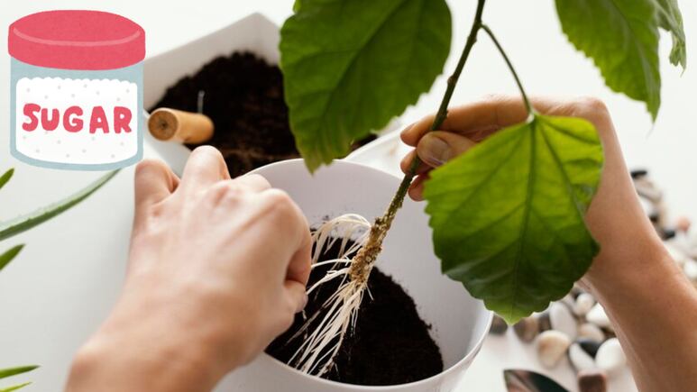 ¿Con qué frecuencia debo aplicar el azúcar a mis plantas para obtener mejores resultados?