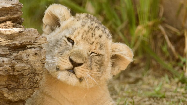 Restaurante de China ofrece abrazos de leones cachorros con un buen té
