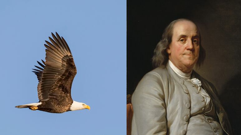 ¿Por qué Benjamin Franklin se oponía a que águila calva fuera el ave nacional de EEUU?