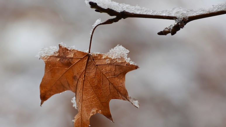 ¿Cómo será el INVIERNO en Estados Unidos? Aquí las condiciones climáticas para diciembre