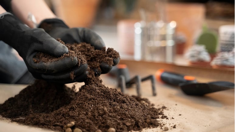 Con este abono casero tus plantas estarán más verdes y saludables que nunca en verano