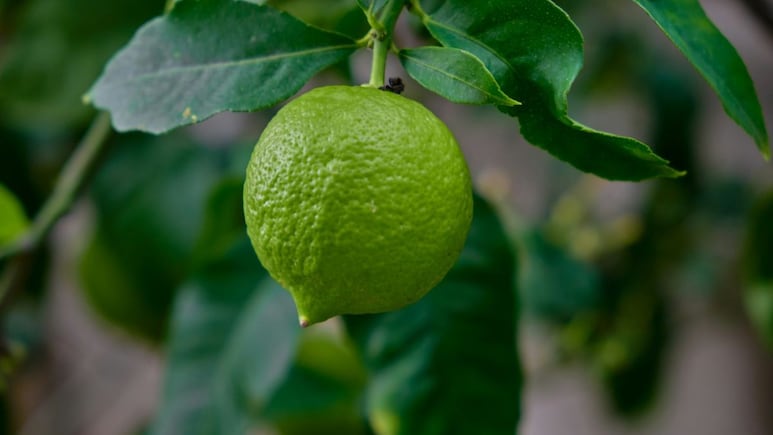 El ingrediente de cocina que hará que tu limonero estalle de frutos en tiempo récord